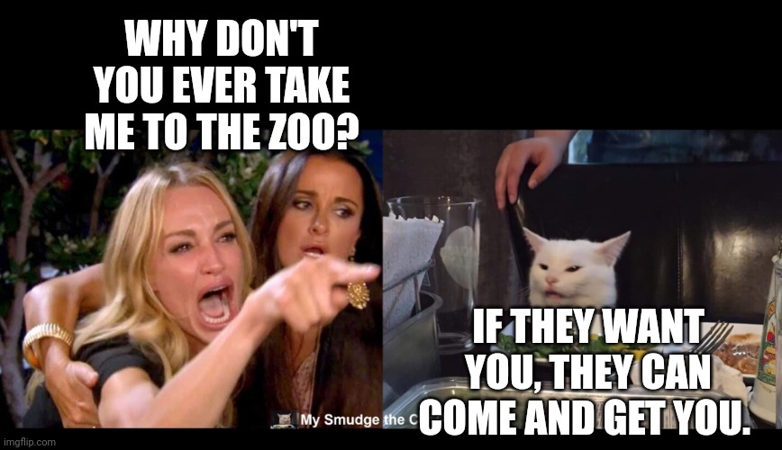 WHY DON'T YOU EVER TAKE ME TO THE ZOO? IF THEY WANT YOU, THEY CAN COME AND GET YOU. | image tagged in smudge the cat | made w/ Imgflip meme maker