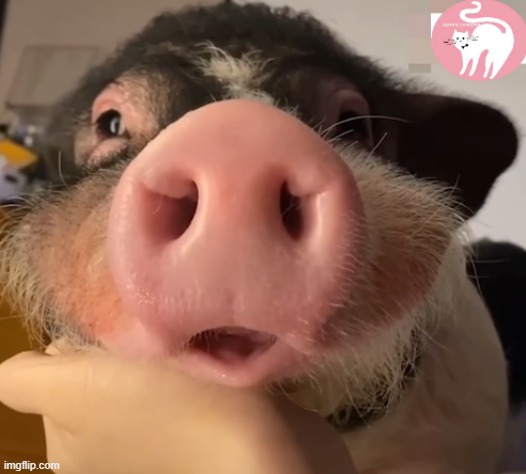 another pig ;3 | image tagged in memes,msmg | made w/ Imgflip meme maker