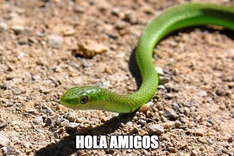 HOLA AMIGOS | image tagged in snake | made w/ Imgflip meme maker