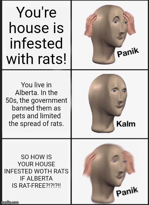 Alberta is rat-free baby | You're house is infested with rats! You live in Alberta. In the 50s, the government banned them as pets and limited the spread of rats. SO HOW IS YOUR HOUSE INFESTED WOTH RATS IF ALBERTA IS RAT-FREE?!?!?!! | image tagged in memes,panik kalm panik,rats,albert | made w/ Imgflip meme maker