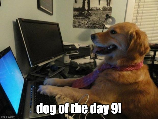 Dog behind a computer | dog of the day 9! | image tagged in dog behind a computer | made w/ Imgflip meme maker