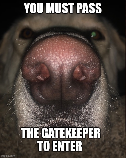 Gatekeeper | YOU MUST PASS; THE GATEKEEPER TO ENTER | image tagged in dog,funny,lgbt,lgbtq,gatekeeper,help | made w/ Imgflip meme maker