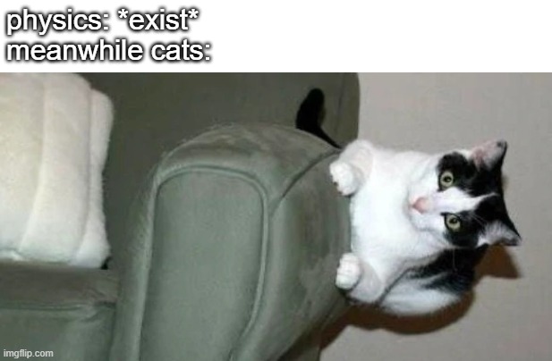 Cat with no physics | physics: *exist*
meanwhile cats: | image tagged in cat with no physics | made w/ Imgflip meme maker