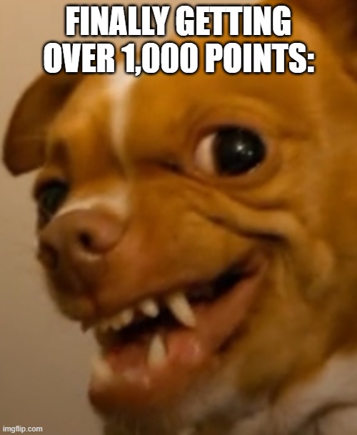 smug dog | FINALLY GETTING OVER 1,000 POINTS: | image tagged in smug dog | made w/ Imgflip meme maker