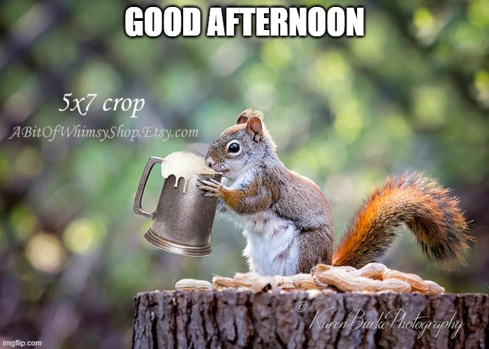 SQUIRREL | GOOD AFTERNOON | image tagged in squirrel | made w/ Imgflip meme maker