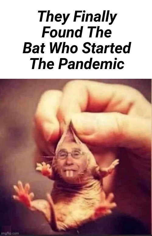 They Finally Found The Bat Who Started The Pandemic | They Finally Found The Bat Who Started The Pandemic | image tagged in dr fauci,quack,snake,oil,salesman,murderer | made w/ Imgflip meme maker