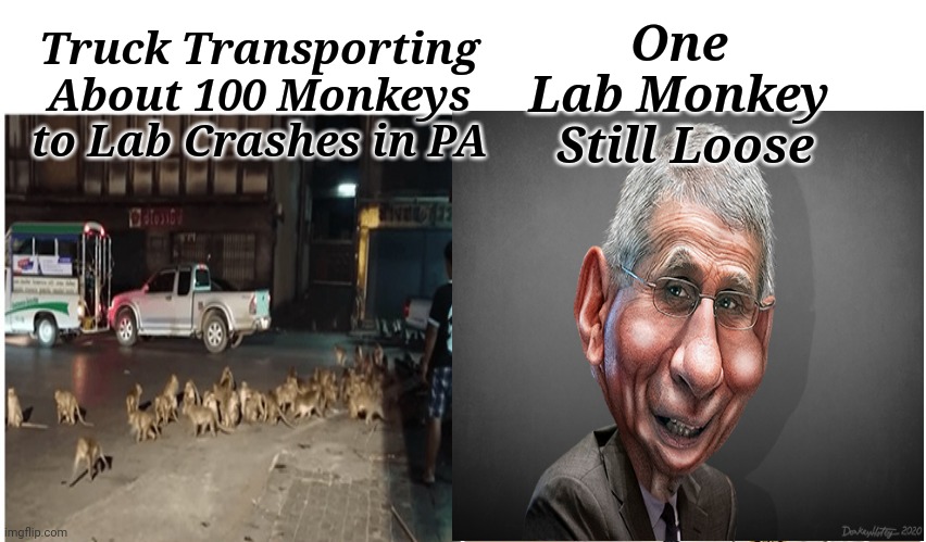 Lab Monkey On The Loose | Truck Transporting About 100 Monkeys to Lab Crashes in PA; One 
Lab Monkey 
Still Loose | image tagged in lab,monkey business,fauci | made w/ Imgflip meme maker