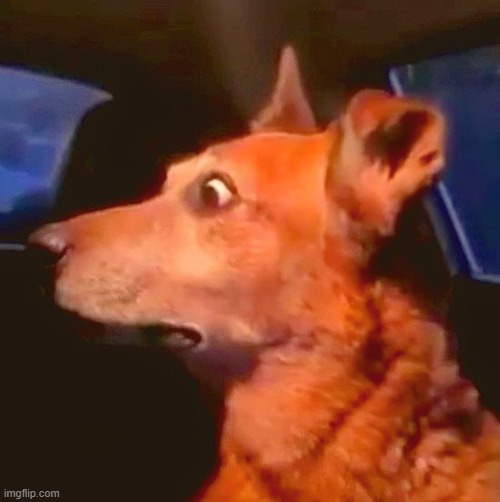 shocked dog | image tagged in dog | made w/ Imgflip meme maker