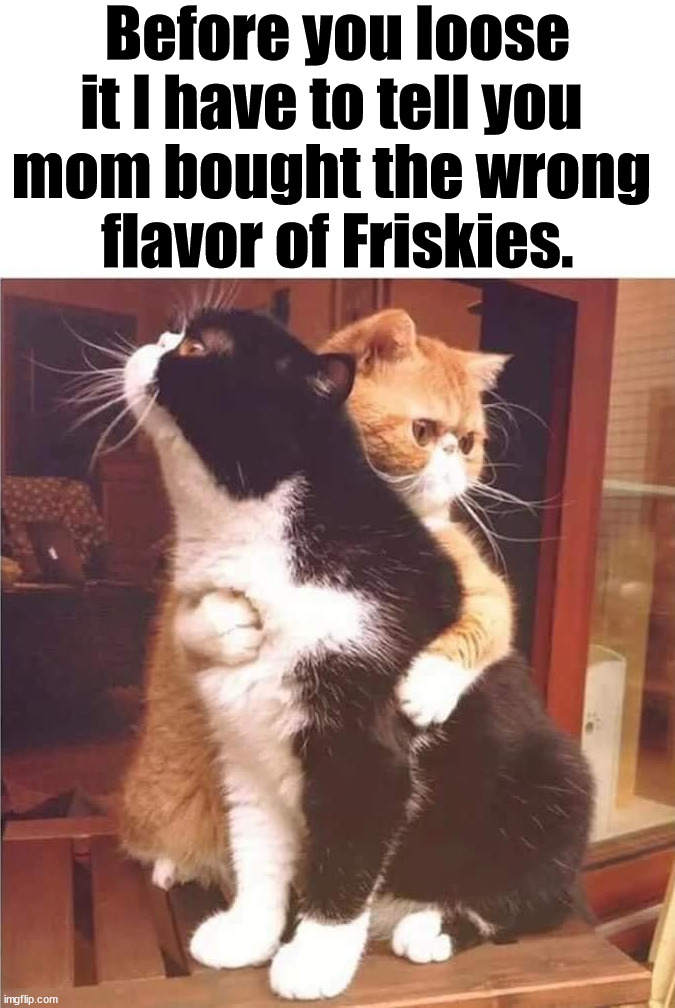 Before you loose it I have to tell you 
mom bought the wrong 
flavor of Friskies. | image tagged in cats | made w/ Imgflip meme maker