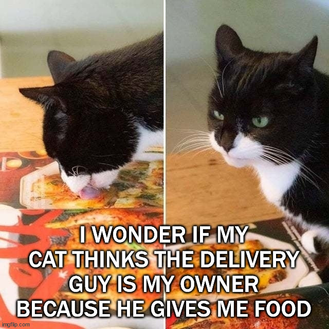 cat licking fake food | I WONDER IF MY CAT THINKS THE DELIVERY GUY IS MY OWNER BECAUSE HE GIVES ME FOOD | image tagged in cat licking fake food,cats | made w/ Imgflip meme maker