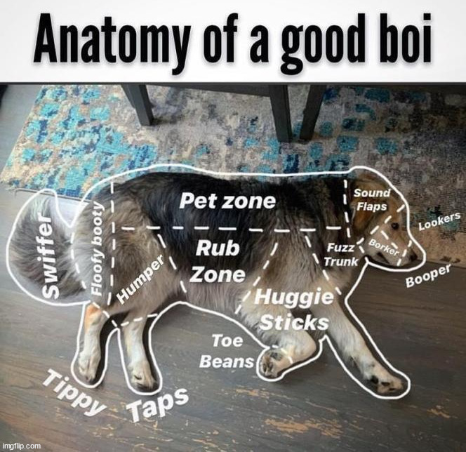 image tagged in dogs | made w/ Imgflip meme maker