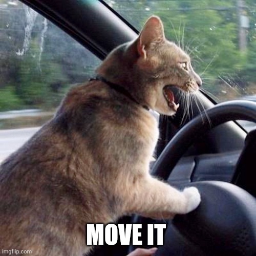 Road Rage Cat | MOVE IT | image tagged in road rage cat | made w/ Imgflip meme maker