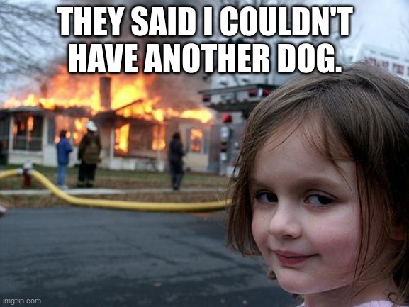 They said I couldn't have another dog | THEY SAID I COULDN'T HAVE ANOTHER DOG. | image tagged in memes,disaster girl | made w/ Imgflip meme maker