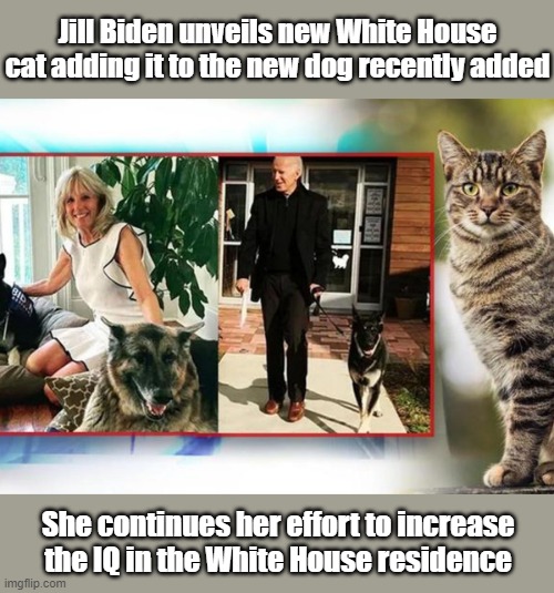 Biden's Effort to Increase IQ | Jill Biden unveils new White House cat adding it to the new dog recently added; She continues her effort to increase the IQ in the White House residence | image tagged in joe biden,dr jill,intelligent life | made w/ Imgflip meme maker