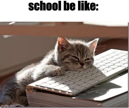 Bored Keyboard Cat |  school be like: | image tagged in bored keyboard cat | made w/ Imgflip meme maker