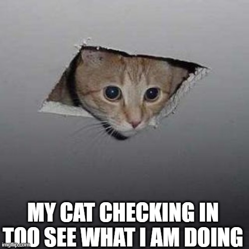 My cat be like | MY CAT CHECKING IN TOO SEE WHAT I AM DOING | image tagged in memes,ceiling cat | made w/ Imgflip meme maker