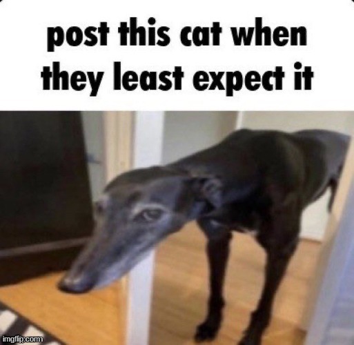 c a t | image tagged in post this cat when they least expect it,lol,bored as hell,screeeeeee | made w/ Imgflip meme maker
