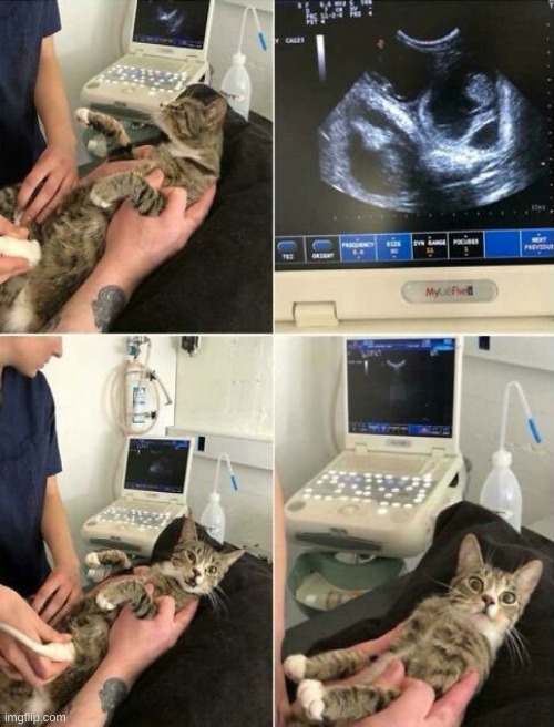 image tagged in comic,cat,pregnant,ultrasound | made w/ Imgflip meme maker