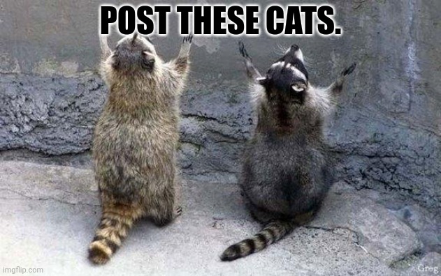 Raccoon Worshipping | POST THESE CATS. | image tagged in raccoon worshipping | made w/ Imgflip meme maker