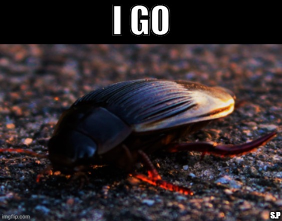 I GO | I GO; S.P | image tagged in bug,i go,adventure bug,fun,shitpost,cute | made w/ Imgflip meme maker