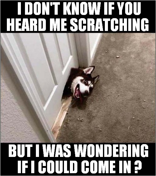 Ruined By Dog ! | I DON'T KNOW IF YOU
HEARD ME SCRATCHING; BUT I WAS WONDERING
 IF I COULD COME IN ? | image tagged in dogs,destruction | made w/ Imgflip meme maker