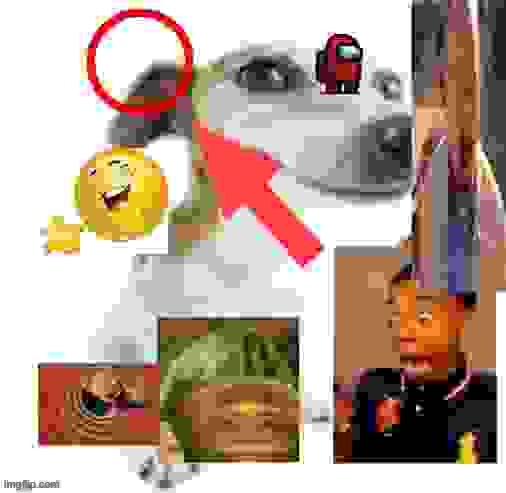 What the dog doin | image tagged in what the dog doin | made w/ Imgflip meme maker