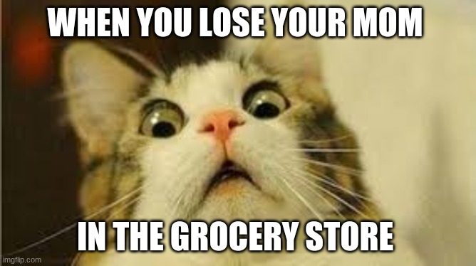 Funny animals |  WHEN YOU LOSE YOUR MOM; IN THE GROCERY STORE | image tagged in funny animals | made w/ Imgflip meme maker