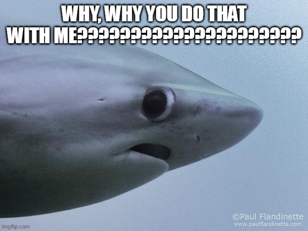 Awkward Shark | WHY, WHY YOU DO THAT WITH ME????????????????????? | image tagged in awkward shark | made w/ Imgflip meme maker