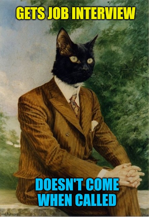 cat in a suit | GETS JOB INTERVIEW DOESN'T COME WHEN CALLED | image tagged in cat in a suit | made w/ Imgflip meme maker