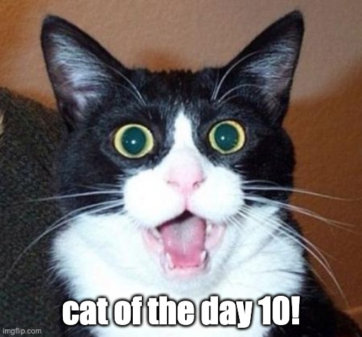 Surprised cat lol | cat of the day 10! | image tagged in surprised cat lol | made w/ Imgflip meme maker