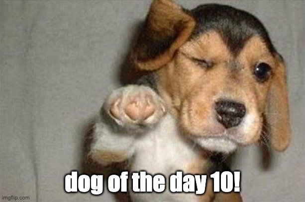 good morning | dog of the day 10! | image tagged in awesome dog | made w/ Imgflip meme maker