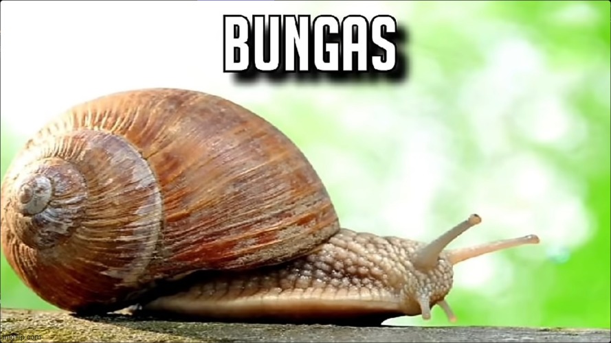 BUNGAS | image tagged in snail,fun | made w/ Imgflip meme maker