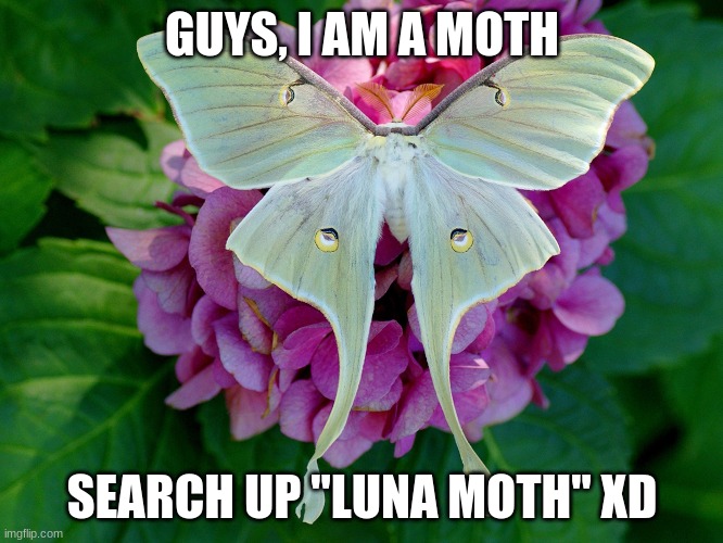 MOTHHHHH | GUYS, I AM A MOTH; SEARCH UP "LUNA MOTH" XD | image tagged in moth | made w/ Imgflip meme maker