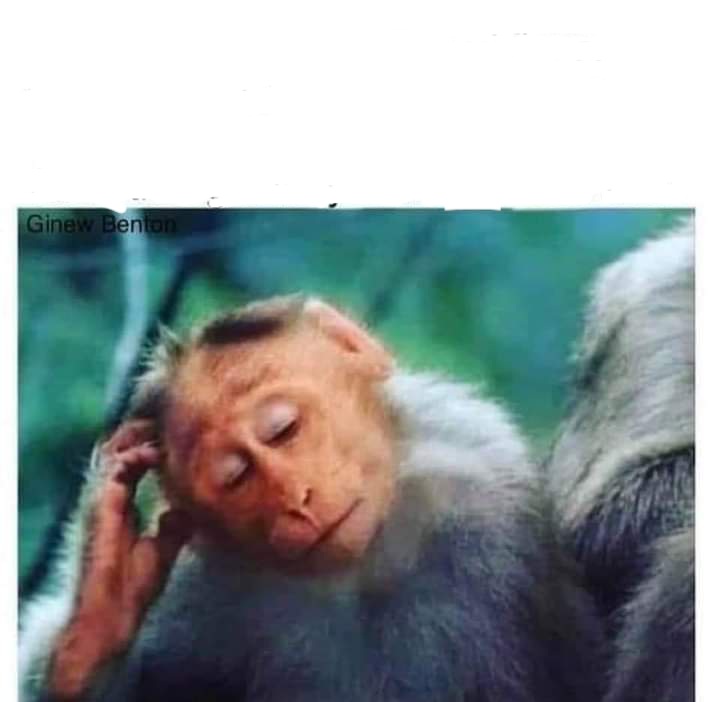 Therapist monkey Blank Meme Template