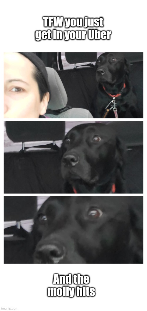 TFW | TFW you just get in your Uber; And the molly hits | image tagged in funny dogs | made w/ Imgflip meme maker