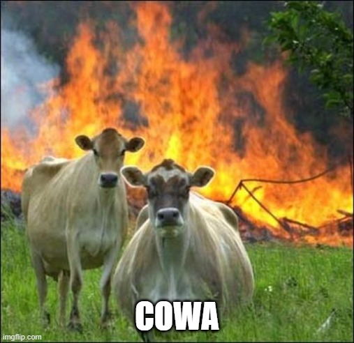 Evil Cows Meme | COWA | image tagged in memes,evil cows | made w/ Imgflip meme maker