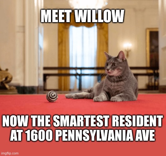 Meet Willow | MEET WILLOW; NOW THE SMARTEST RESIDENT AT 1600 PENNSYLVANIA AVE | image tagged in willow,smartest,white house,1600 pennsylvania ave,cat | made w/ Imgflip meme maker