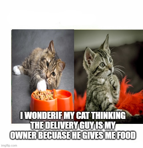 cat memes | I WONDERIF MY CAT THINKING THE DELIVERY GUY IS MY OWNER BECUASE HE GIVES ME FOOD | image tagged in cats,cat,cute cat,funny cat memes,cat memes,oh no cat | made w/ Imgflip meme maker