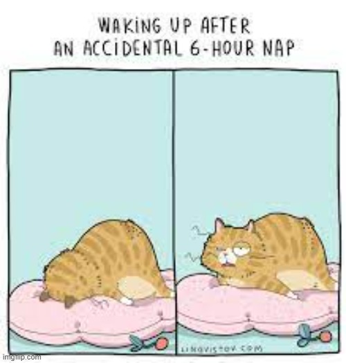 A Cat's Way Of Thinkiong | image tagged in memes,comics,cats,wake up,help i accidentally,nap | made w/ Imgflip meme maker