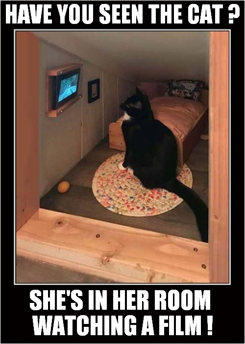 Now That's A Lucky Cat ! | HAVE YOU SEEN THE CAT ? SHE'S IN HER ROOM 
WATCHING A FILM ! | image tagged in cats,lucky,bedroom,watching tv | made w/ Imgflip meme maker