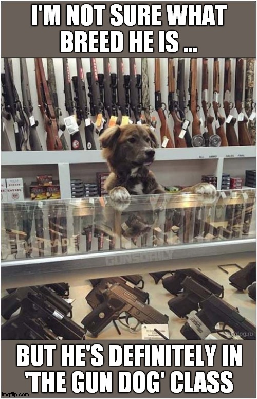 A Dog In His Element ! | I'M NOT SURE WHAT
BREED HE IS ... BUT HE'S DEFINITELY IN
'THE GUN DOG' CLASS | image tagged in dogs,guns,gun dog | made w/ Imgflip meme maker