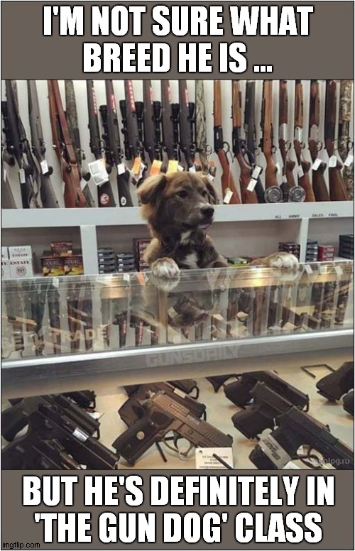 Dogs With Guns