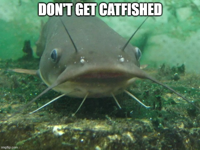 Catfish scammers | DON'T GET CATFISHED | image tagged in catfish | made w/ Imgflip meme maker