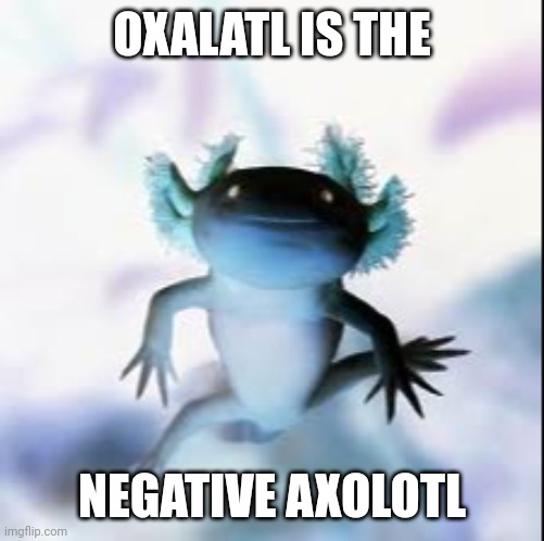 Oxalatl |  OXALATL IS THE; NEGATIVE AXOLOTL | image tagged in axolotl,negative,meme | made w/ Imgflip meme maker
