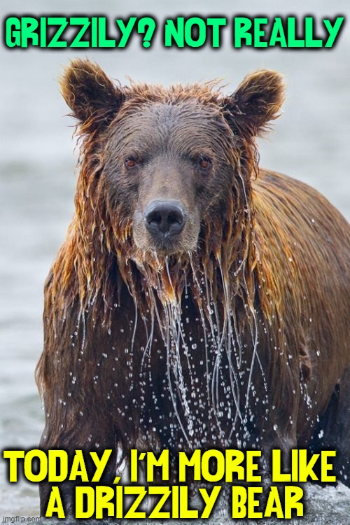 What do you call a Wet Bear? | GRIZZILY? NOT REALLY; TODAY, I'M MORE LIKE 
A DRIZZILY BEAR | image tagged in vince vance,bears,memes,grizzly bear,riddles,jokes | made w/ Imgflip meme maker