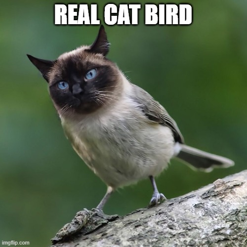 REAL CAT BIRD | made w/ Imgflip meme maker