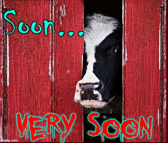 Killer Kows: they just as soon chew your cud as their own |  Soon... Very Soon | image tagged in vince vance,killer,cows,evil cows,sinister,memes | made w/ Imgflip meme maker