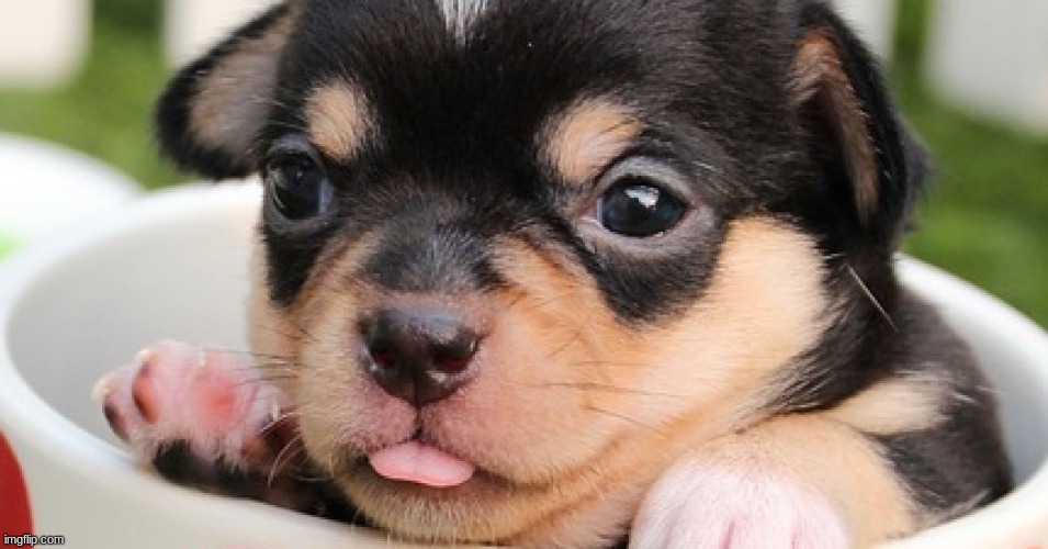 Pup in cup(mod note- mods are watching) | made w/ Imgflip meme maker