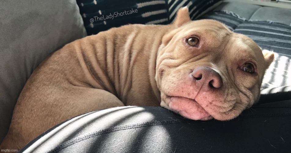 This dog wouldn't stop smiling after being adopted. | made w/ Imgflip meme maker