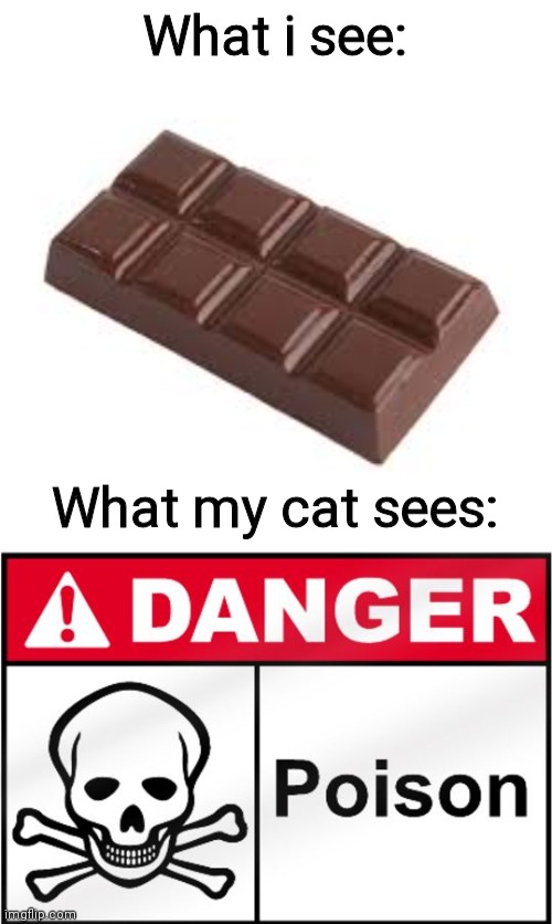 I was too lazy to think a title | What i see:; What my cat sees: | image tagged in chocolate,memes,funny,cats,poison,oh wow are you actually reading these tags | made w/ Imgflip meme maker